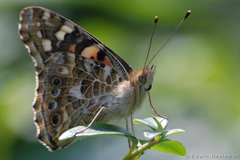 ENE-20070812-0006.jpg - [nl] Distelvlinder ( Cynthia cardui )[en] Painted Lady ( Cynthia cardui )